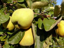 Kdoule Champion (kontejner)